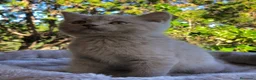 Exótico de Pelo Corto gatos en venta: British de pelo corto - Anuncio 1