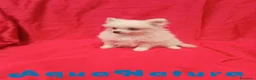 Pomerania perros en venta:  Pomerania Macho de Japi y Pompom 8302 AQUANATURA - Anuncio 1