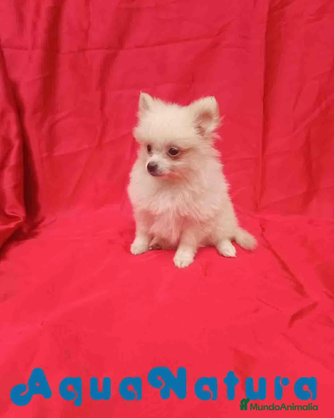 Pomerania perros en venta:  Pomerania Macho de Japi y Pompom 8302 AQUANATURA - Anuncio 1