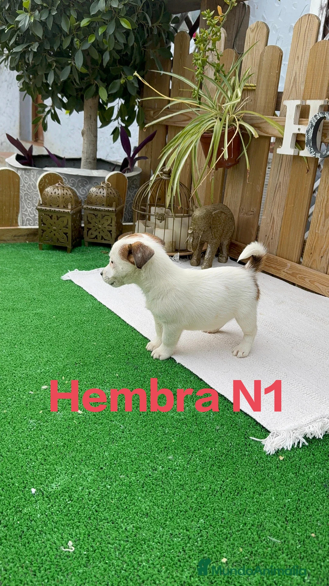 Jack Russell Terrier perros en venta: Jack Russell patitas cortas y pelo corto juguetone - Anuncio 2
