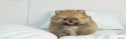 Pomerania perros en venta: CACHORROS DE POMERANIA  - Anuncio 9