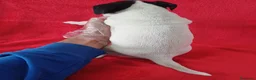 Ratonero Bodeguero Andaluz perros en venta: Bodeguero Andaluz  - Anuncio 4