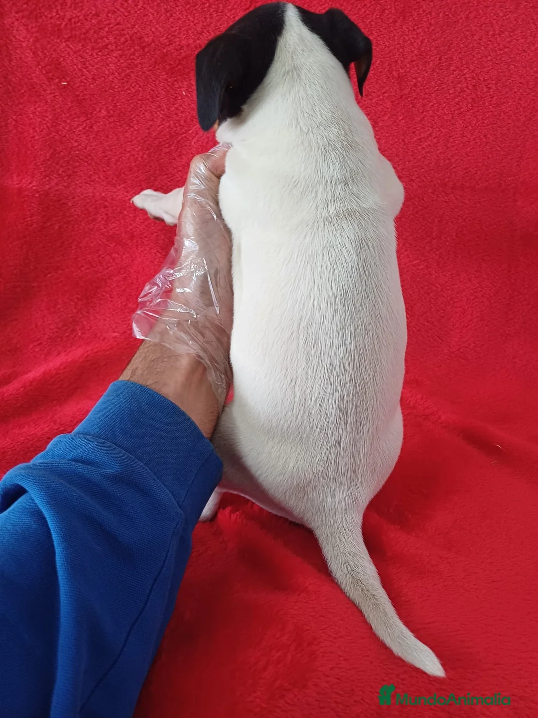 Ratonero Bodeguero Andaluz perros en venta: Bodeguero Andaluz  - Anuncio 4