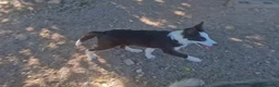 Border Collie perros en venta: Hembra de border collie chocolate ojos verdes - Anuncio 3
