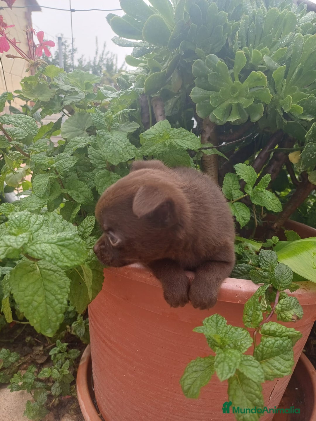 Chihuahua perros en venta: Chihuahua macho micro toy chocolate  - Anuncio 5