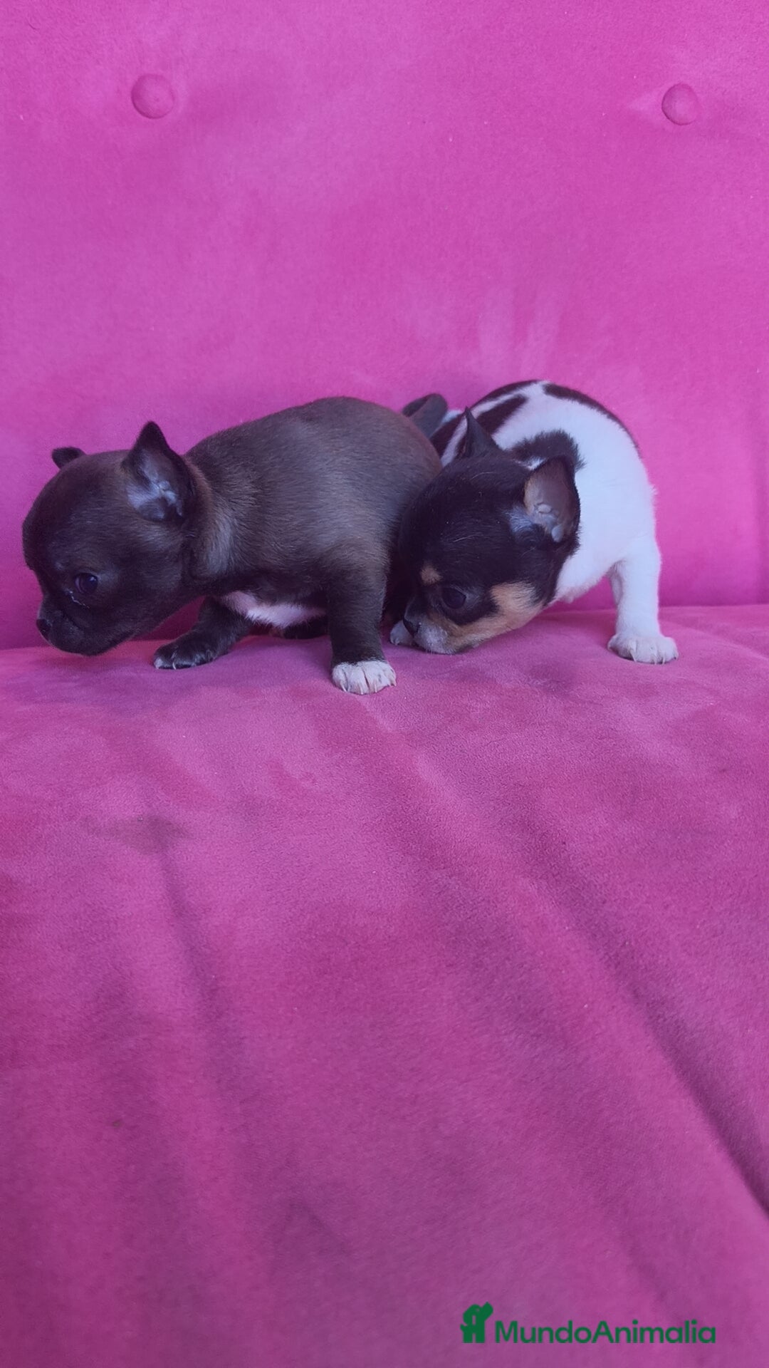Chihuahua perros en venta: Chihuahua Toy macho y hembra  - Anuncio 5