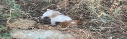 Épagneul Breton perros en venta: Epagneul bretón  en Castellón - Anuncio 5