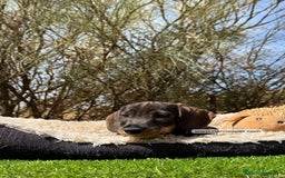 Teckel Miniatura perros en venta: TECKEL PELO DURO JABALI - Imagen 6