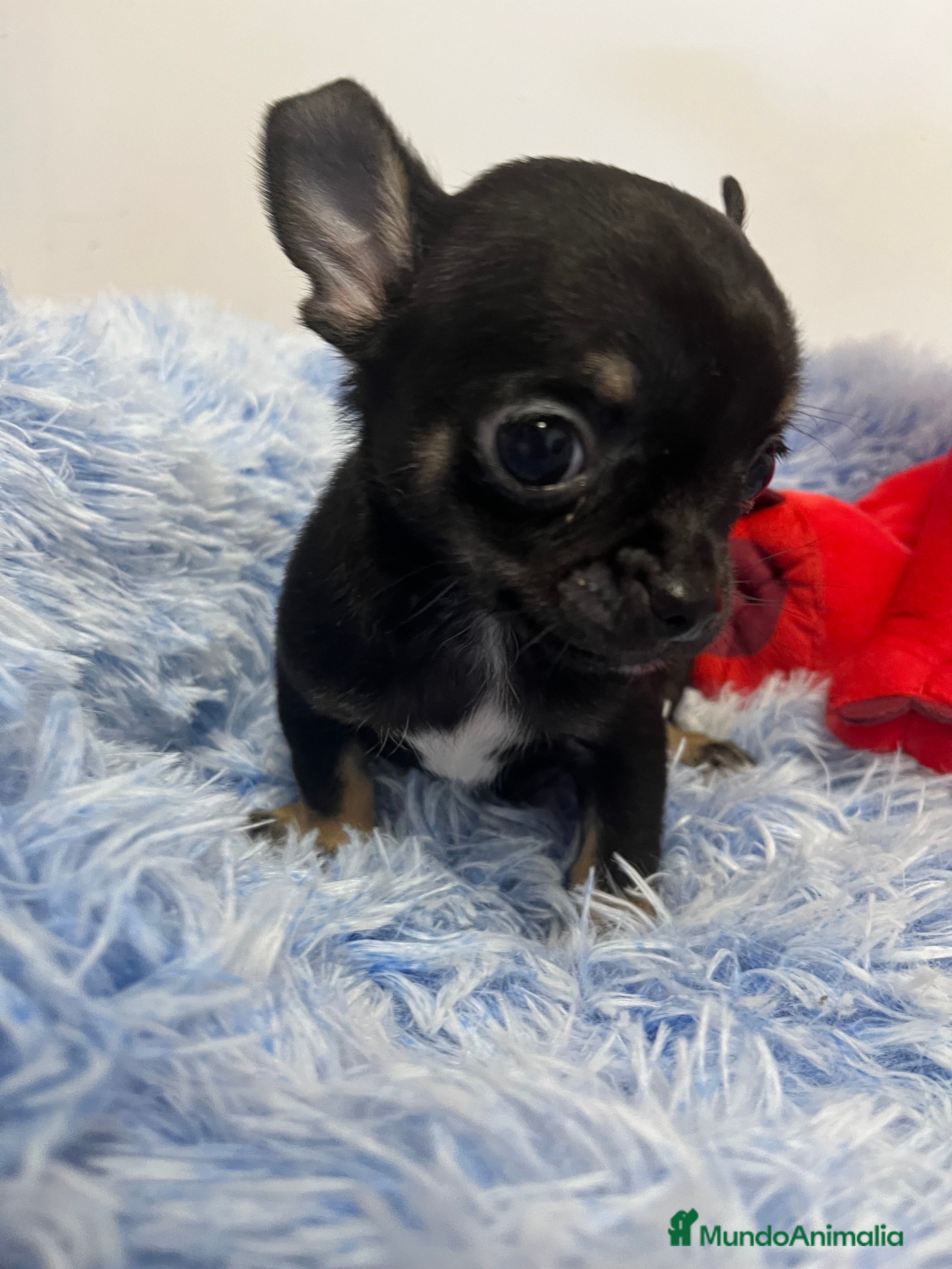 Chihuahua perros Último cachorrito mini toy en Barcelona - Anuncio 27