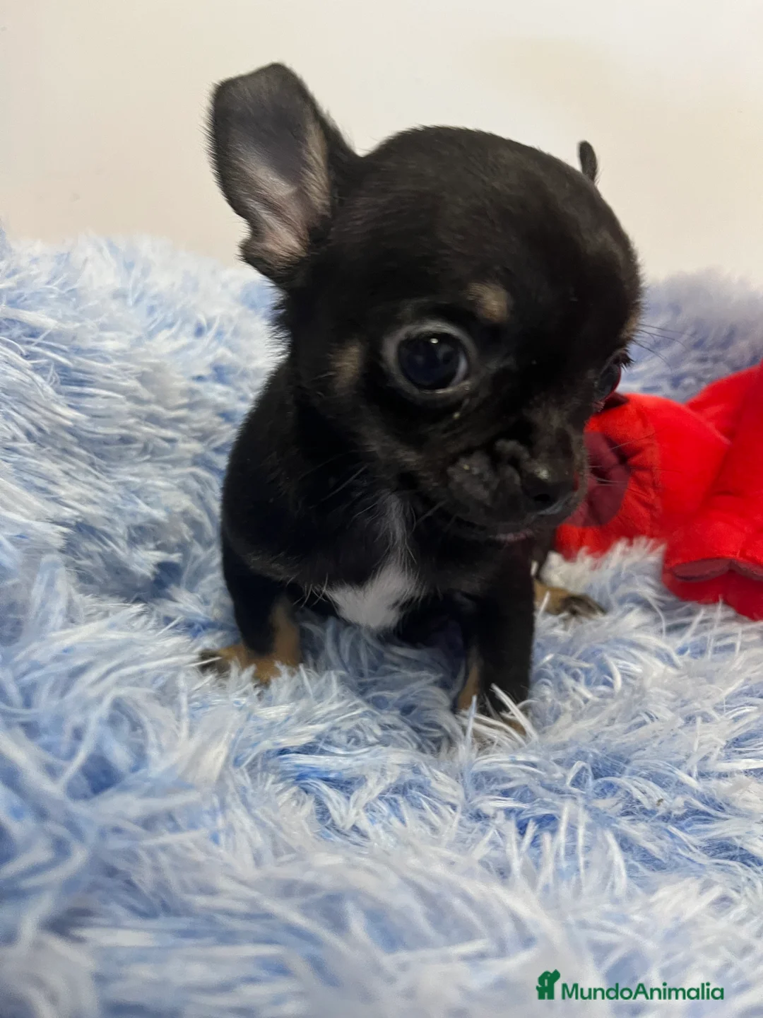 Chihuahua perros en venta: Último cachorrito mini toy en Barcelona - Anuncio 1