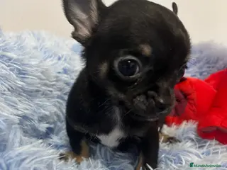 Chihuahua perros Último cachorrito mini toy en Barcelona - Anuncio 11