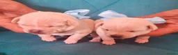 Chihuahua perros en venta: Chihuahua - Anuncio 3