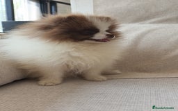 Pomerania perros en venta: Pomerania  - Imagen 3
