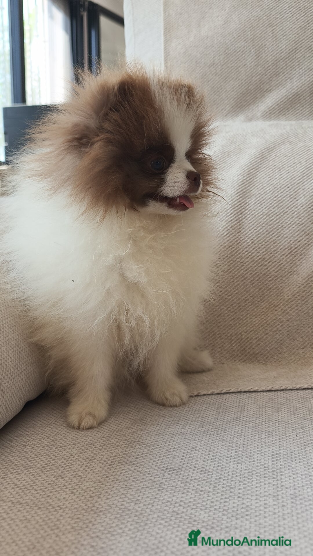 Pomerania perros en venta: Pomerania  - Imagen 3
