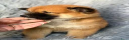 Shiba Inu perros en venta: Shiba Inu macho - Anuncio 5