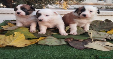 Border Collie perros - Anuncio 11