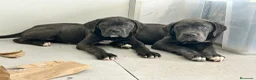 Cane Corso perros en venta: Cané corso  - Anuncio 2