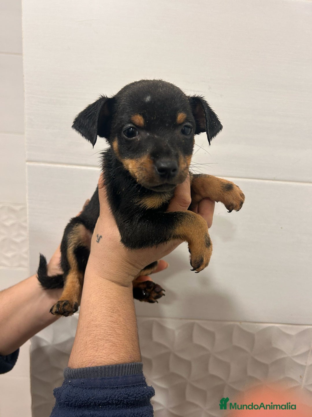 Gos Rater Valencià perros en venta: Ratoneros valencianos  - Anuncio 1