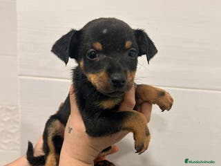 Gos Rater Valencià perros Ratoneros valencianos - Anuncio 1