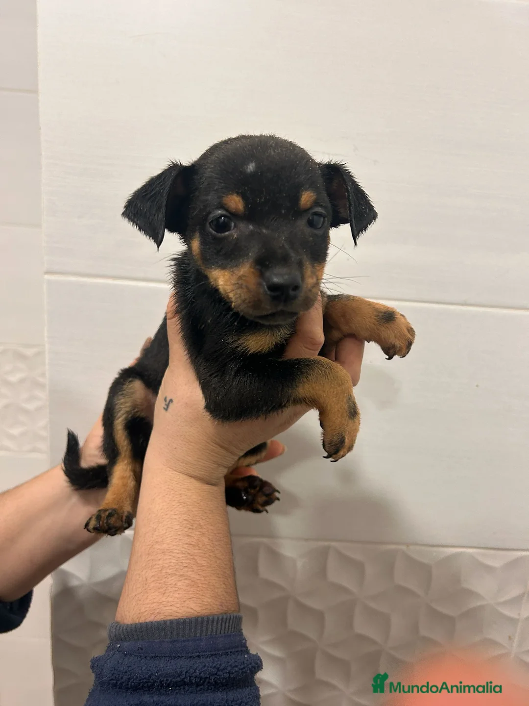 Gos Rater Valencià perros en venta: Ratoneros valencianos  - Anuncio 1