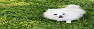 Pomerania 1