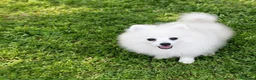 Pomerania perros en venta: OFERTA POMERANIA MACHITO  - Anuncio 5