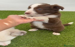 Border Collie perros en venta: BORDER COLLIE HEMBRA  - Imagen 6