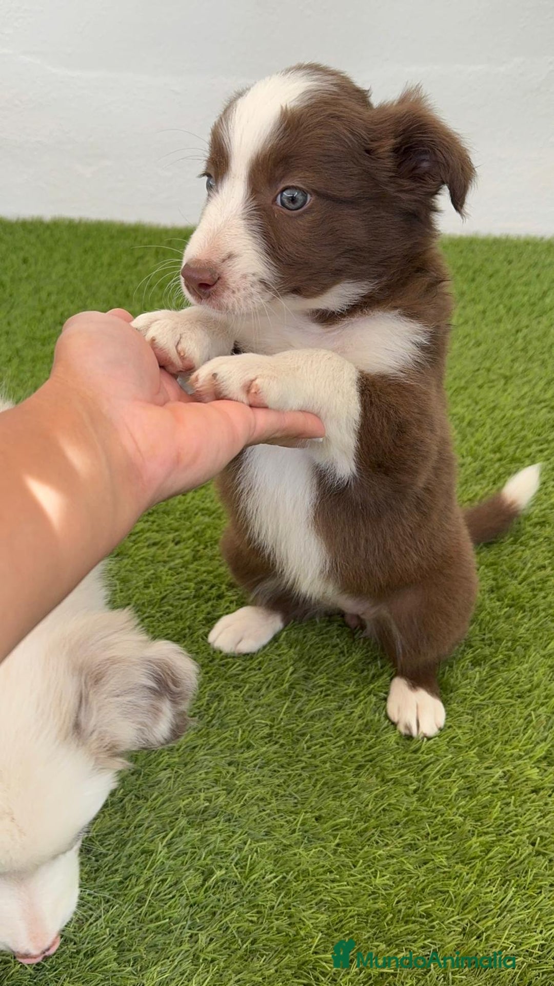 Border Collie perros en venta: BORDER COLLIE HEMBRA  - Imagen 6