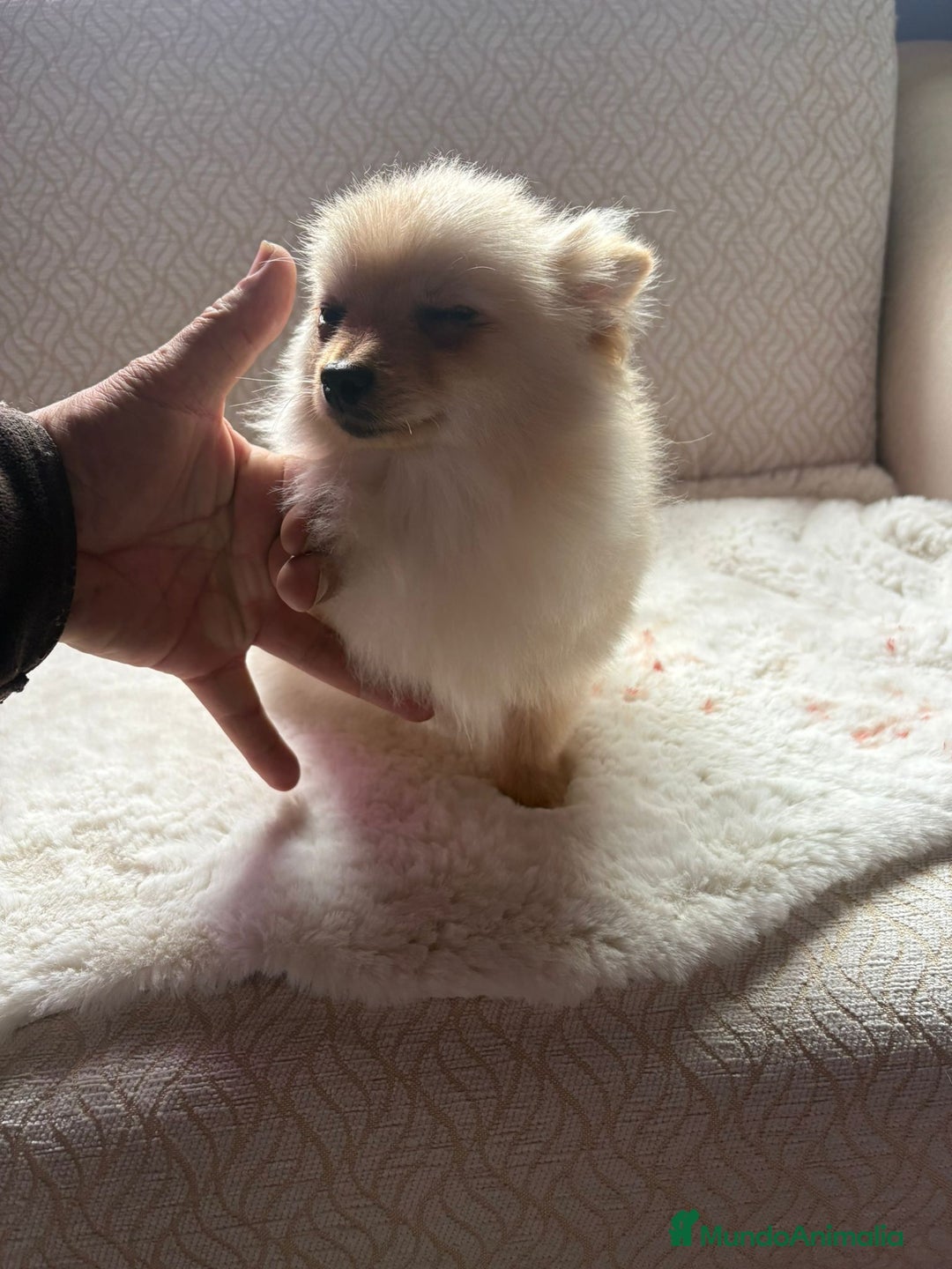 Pomerania perros en venta: pomerania toy tiene 9 meses pesa 2 kilo 200 gramos - Anuncio 1