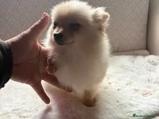 Pomerania perros pomerania toy tiene 9 meses pesa 2 kilo 200 gramos - Anuncio 3
