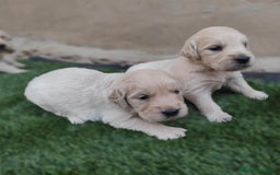 Golden Retriever perros en venta: PRECIOSOS GOLDEN RETRIEVER  - Imagen 6