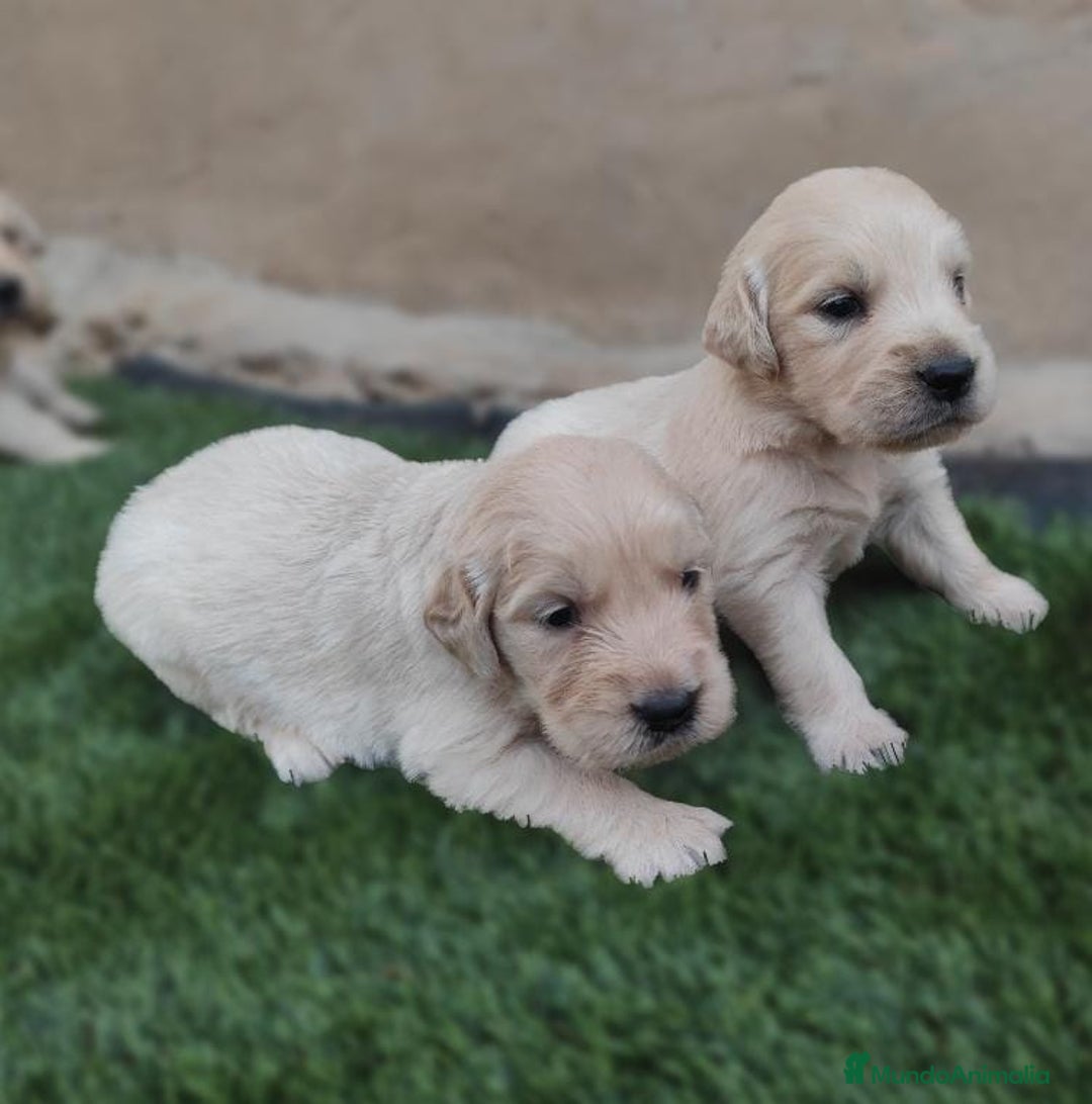 Golden Retriever perros en venta: PRECIOSOS GOLDEN RETRIEVER  - Imagen 6