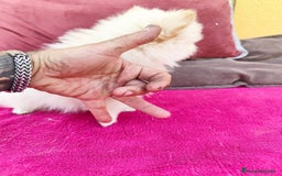 Pomerania perros en venta: Pomerania toy macho blanco  - Imagen 2