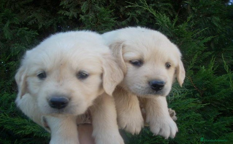 Golden Retriever perros - Anuncio 1