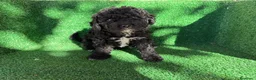 Perro de Agua Español perros en venta: perro de agua  - Anuncio 5