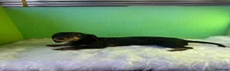 Teckel Miniatura perros en venta: Teckel pelo duro - Anuncio 2