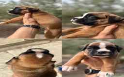 Boxer perros en venta: Boxer - Imagen 3