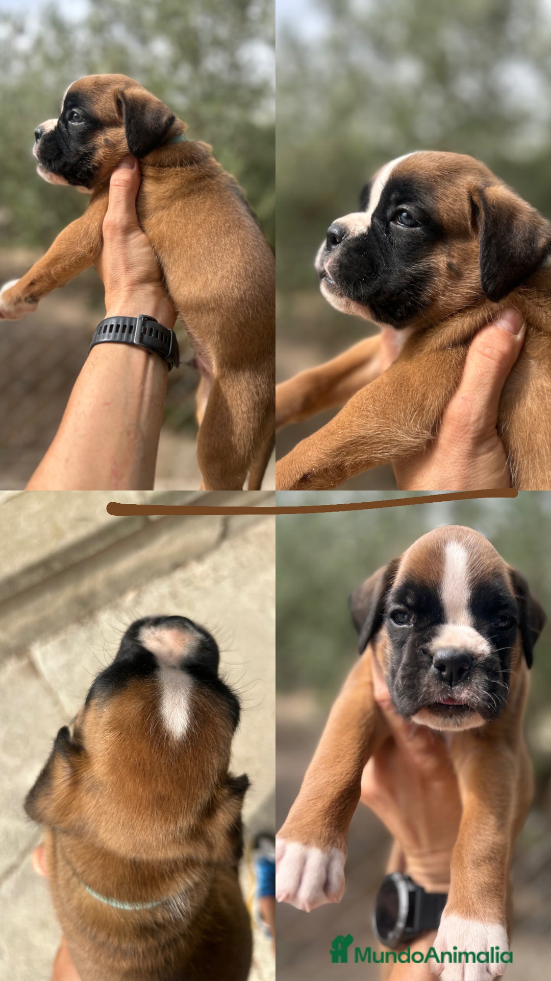 Boxer perros en venta: Boxer - Imagen 3