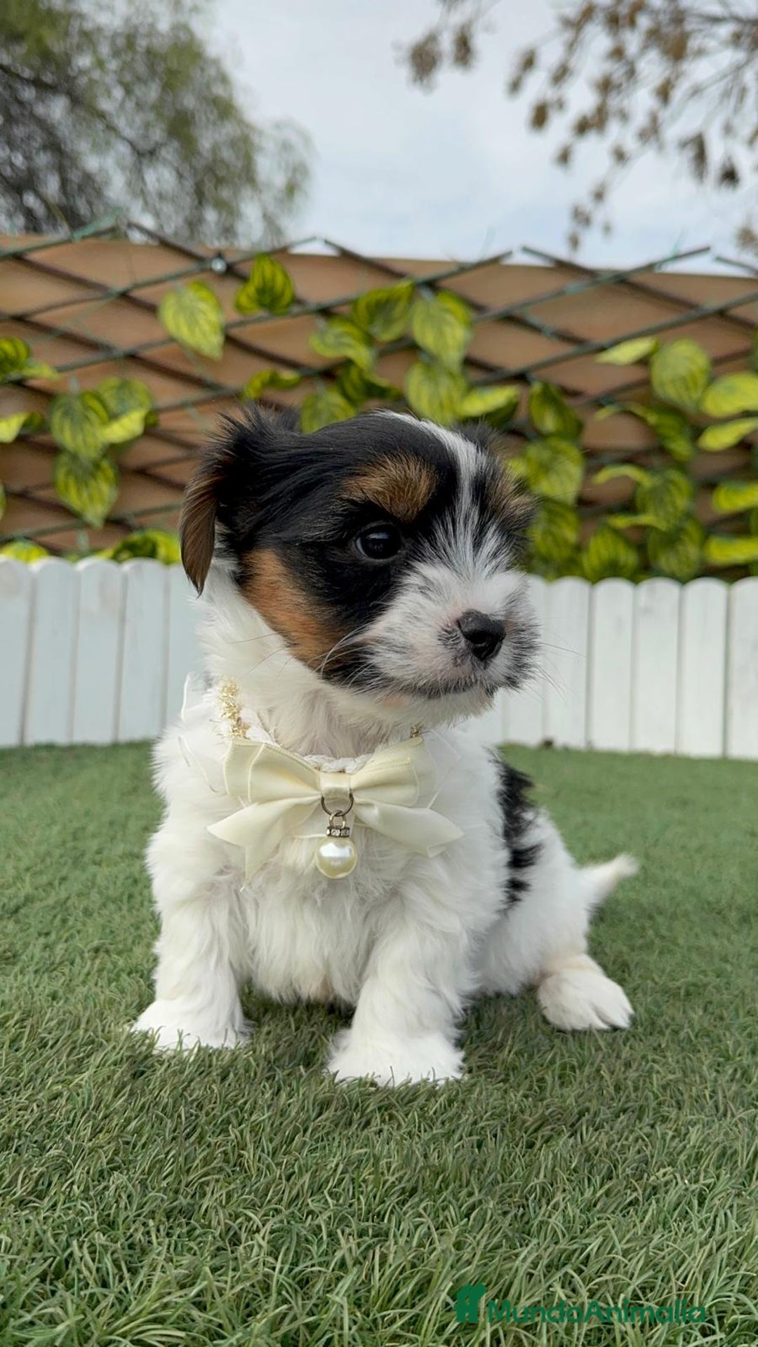 Yorkshire Terrier perros en venta: YORKSHIRE BIEWER MACHO DISPONIBLE - Anuncio 17