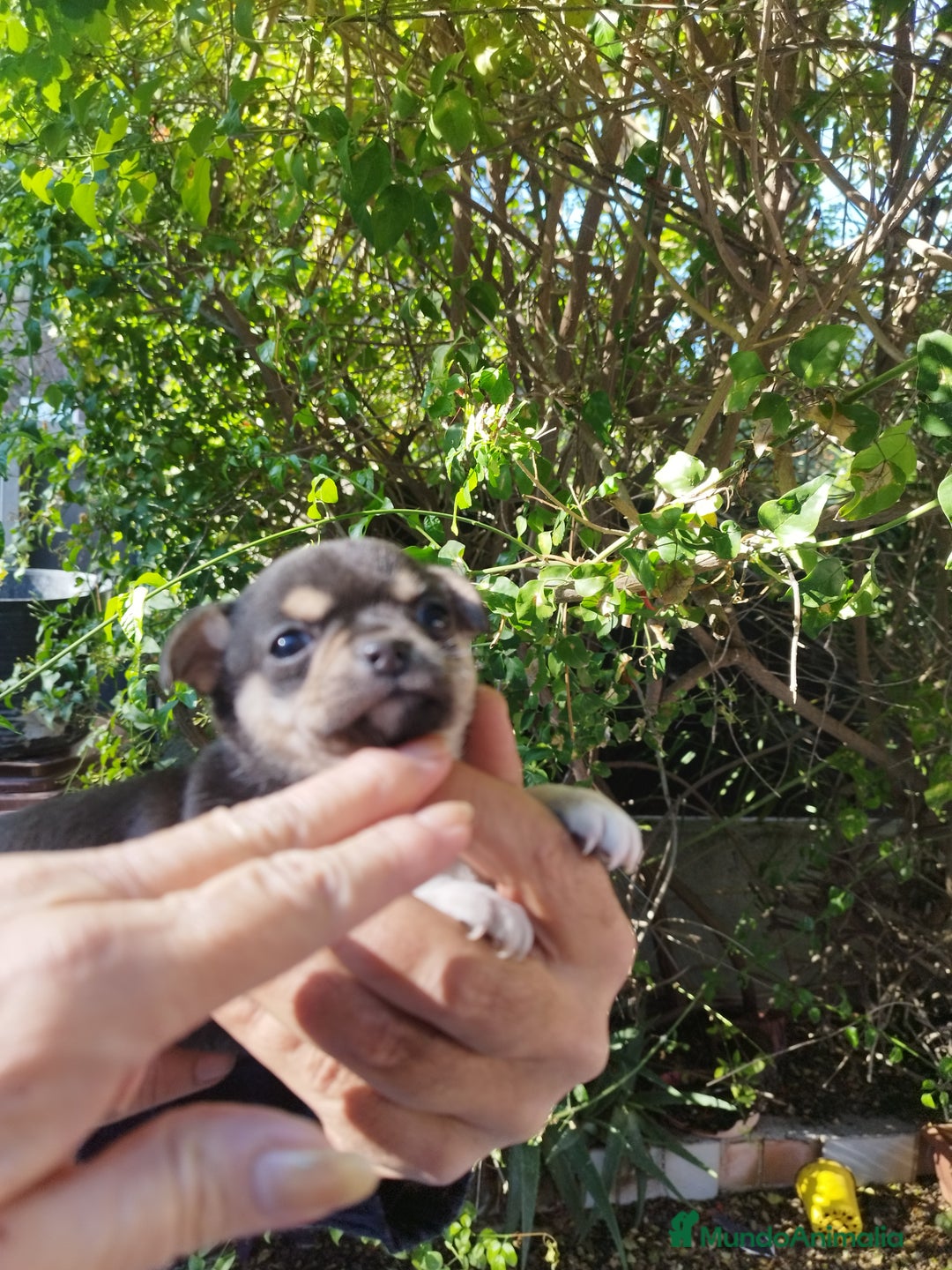 Chihuahua perros en venta: CHIHUAHUAS EXCLUSIVOS - Anuncio 6