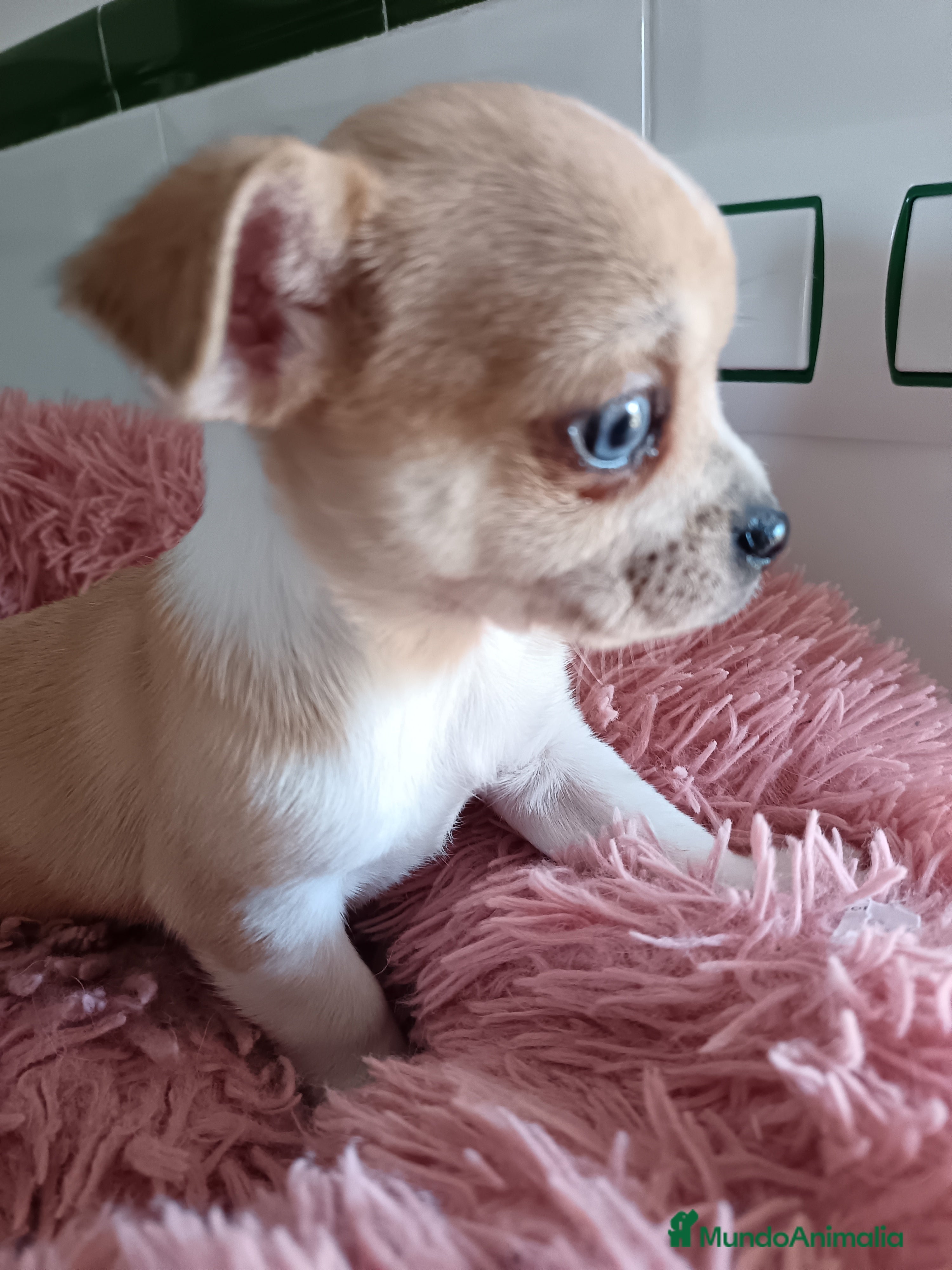 Raza Mixta perros Chihuahua, cruzado - Anuncio 27