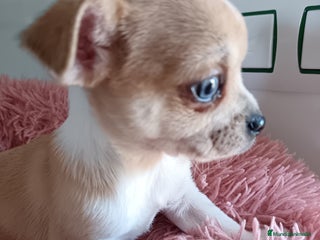 Raza Mixta perros Chihuahua, cruzado - Anuncio 1