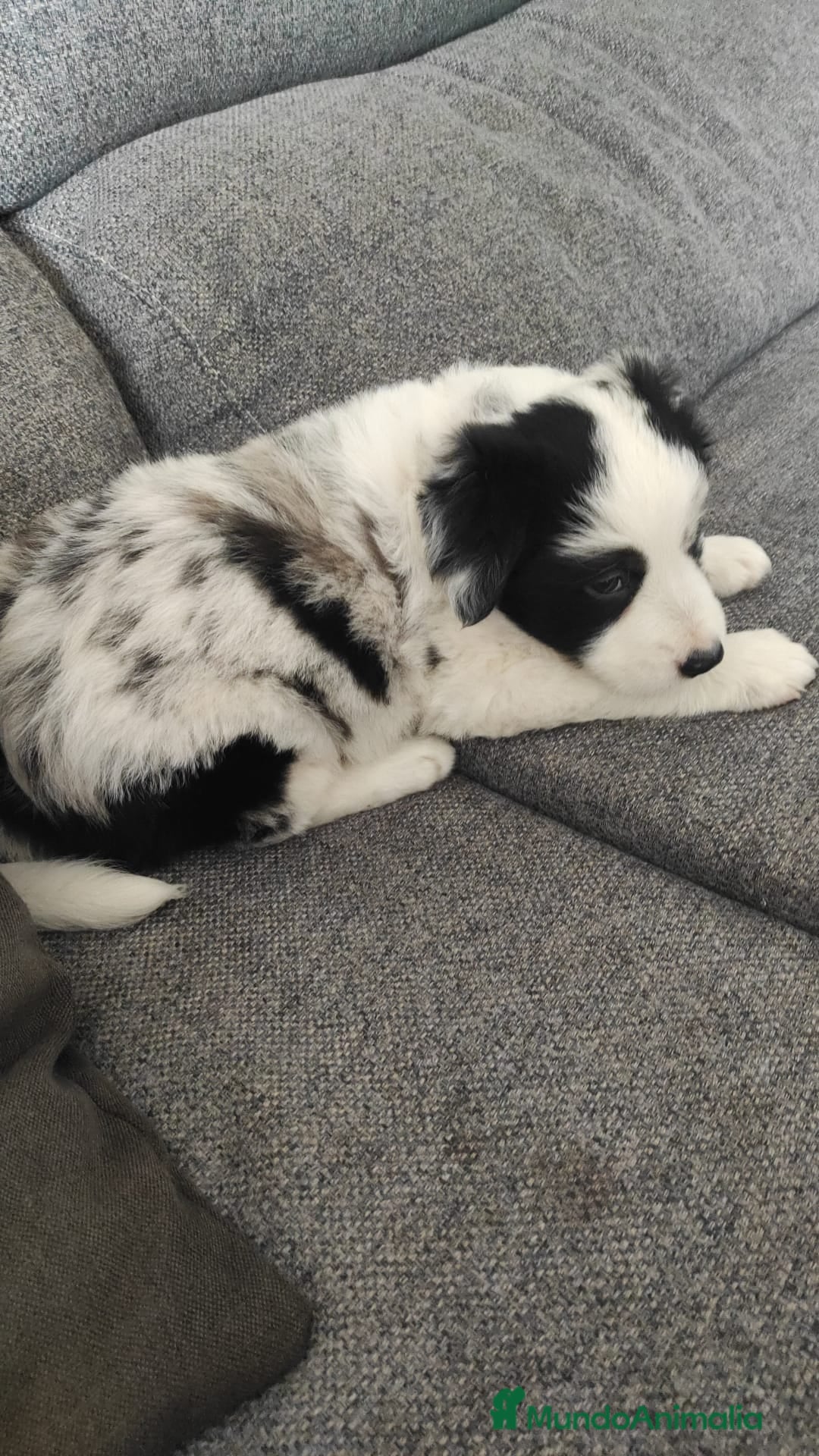 Border Collie perros en venta: Border collie en Badajoz - Imagen 1