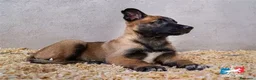 Pastor Belga Malinois perros en venta: CACHORRO PASTOR BELGA MALINOIS  - Anuncio 1