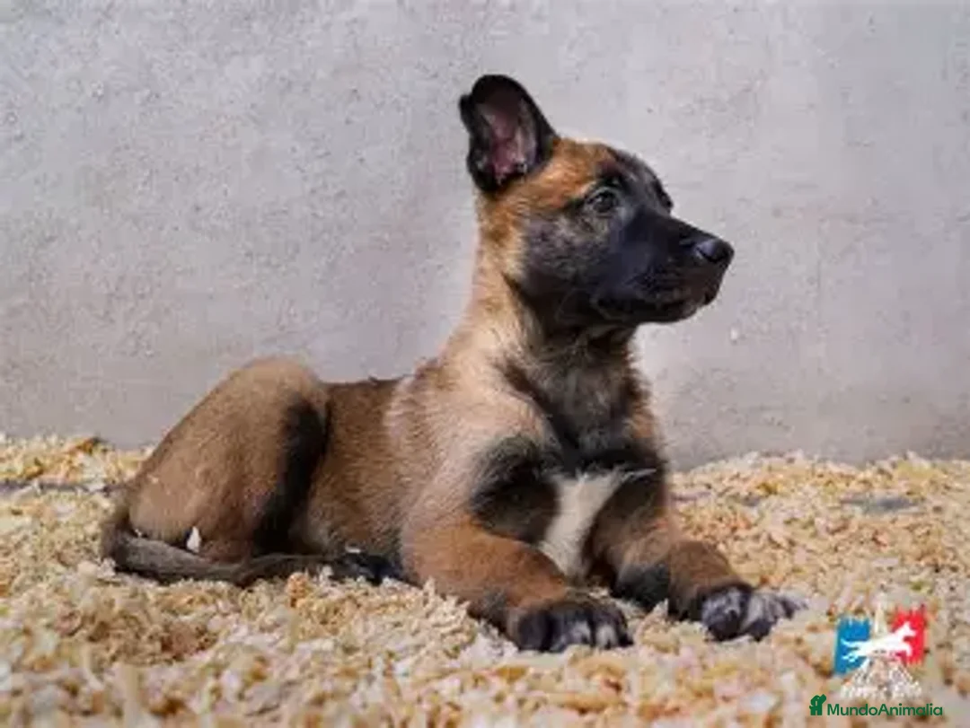 Pastor Belga Malinois perros en venta: CACHORRO PASTOR BELGA MALINOIS  - Anuncio 1