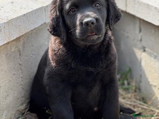 Labrador Retriever perros en Barcelona - Anuncio 21