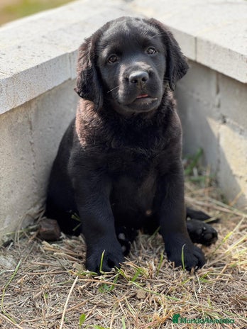 Labrador Retriever perros en Barcelona - Anuncio 17