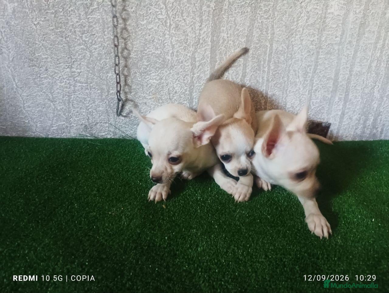 Chihuahua perros cachorritos de chihuahua - Anuncio 1