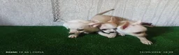 Chihuahua perros en venta: cachorritos de chihuahua - Anuncio 1