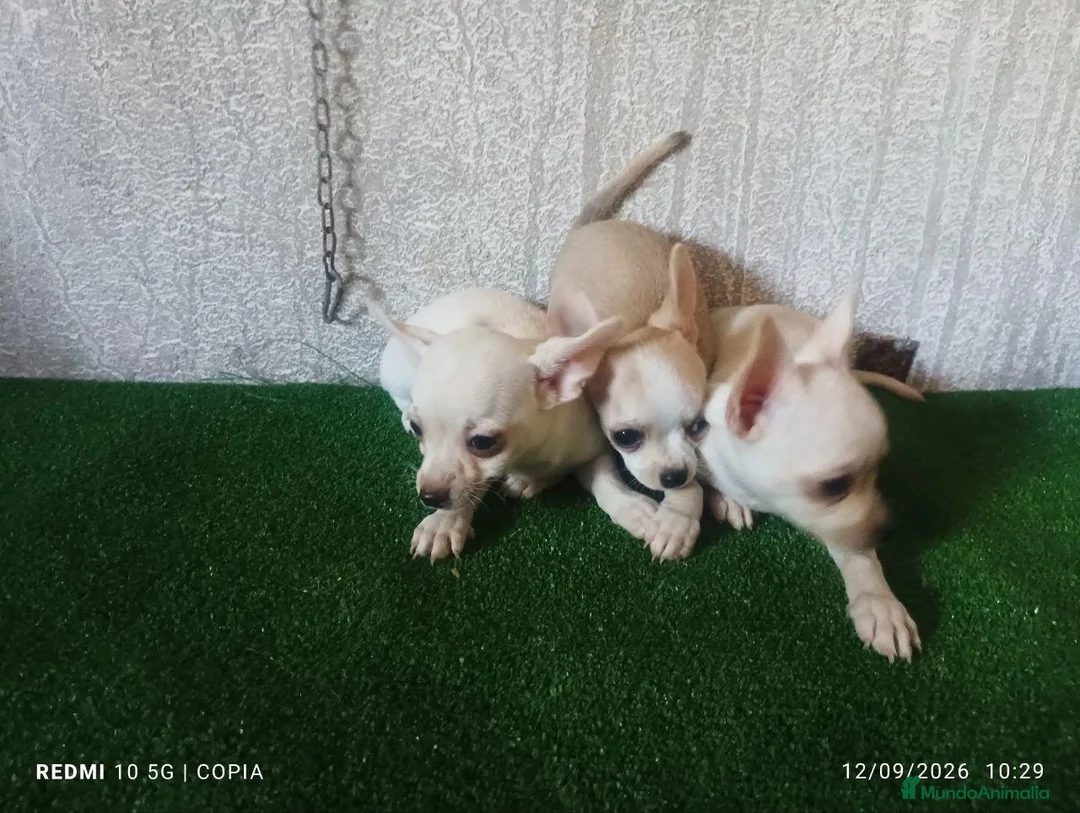 Chihuahua perros en venta: cachorritos de chihuahua - Anuncio 1